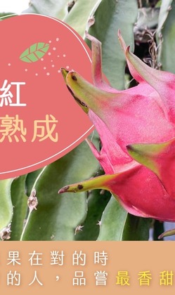 紅肉火龍果