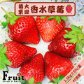 阿成-苗栗大湖香水草莓