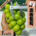 阿成-韓國麝香葡萄