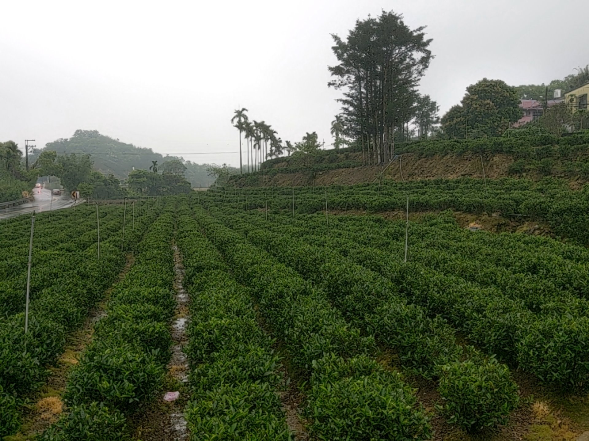 認識三峽碧螺春超簡單，動畫秒懂台灣茶