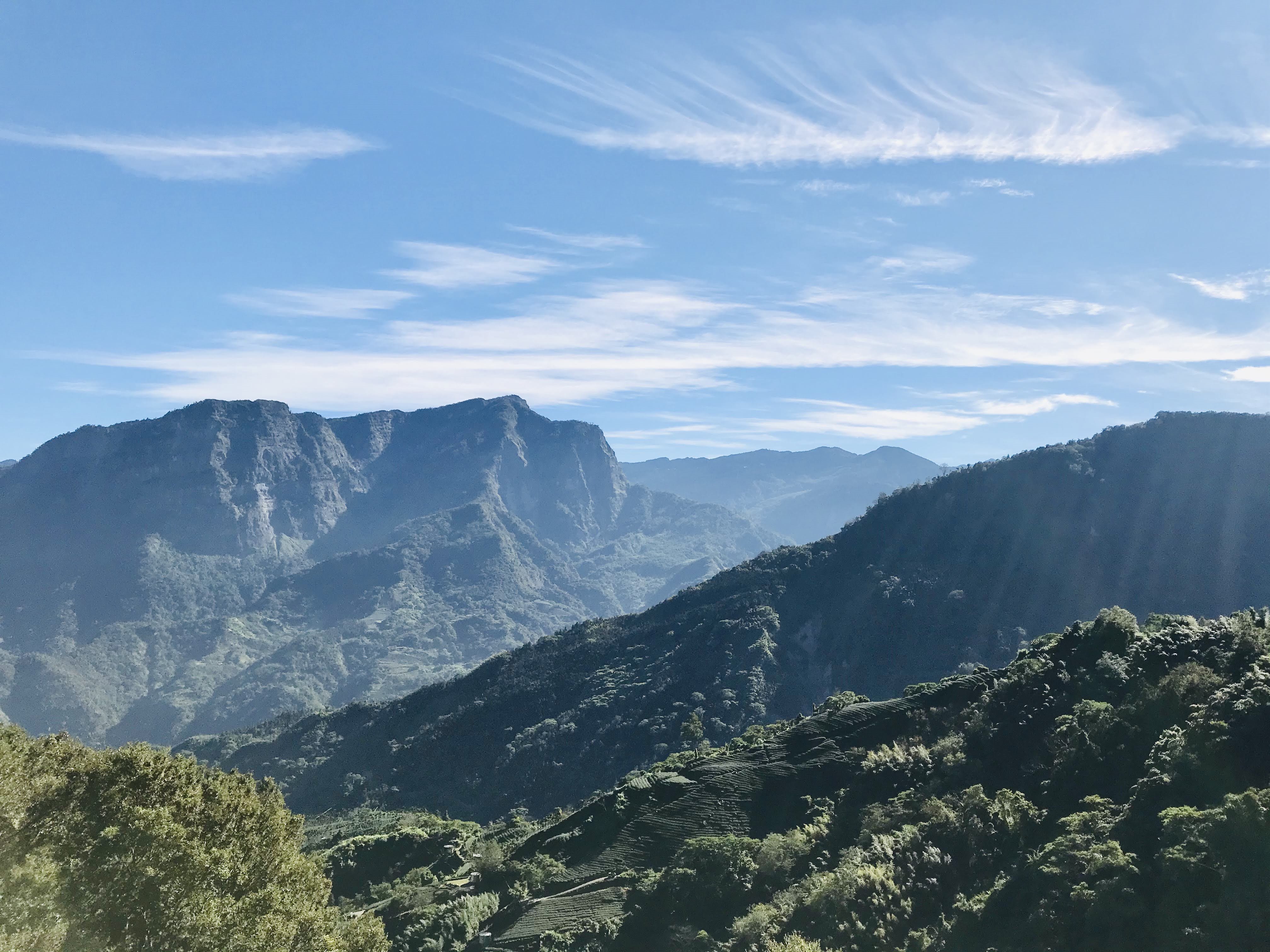 認識高山茶超簡單，動畫秒懂台灣茶