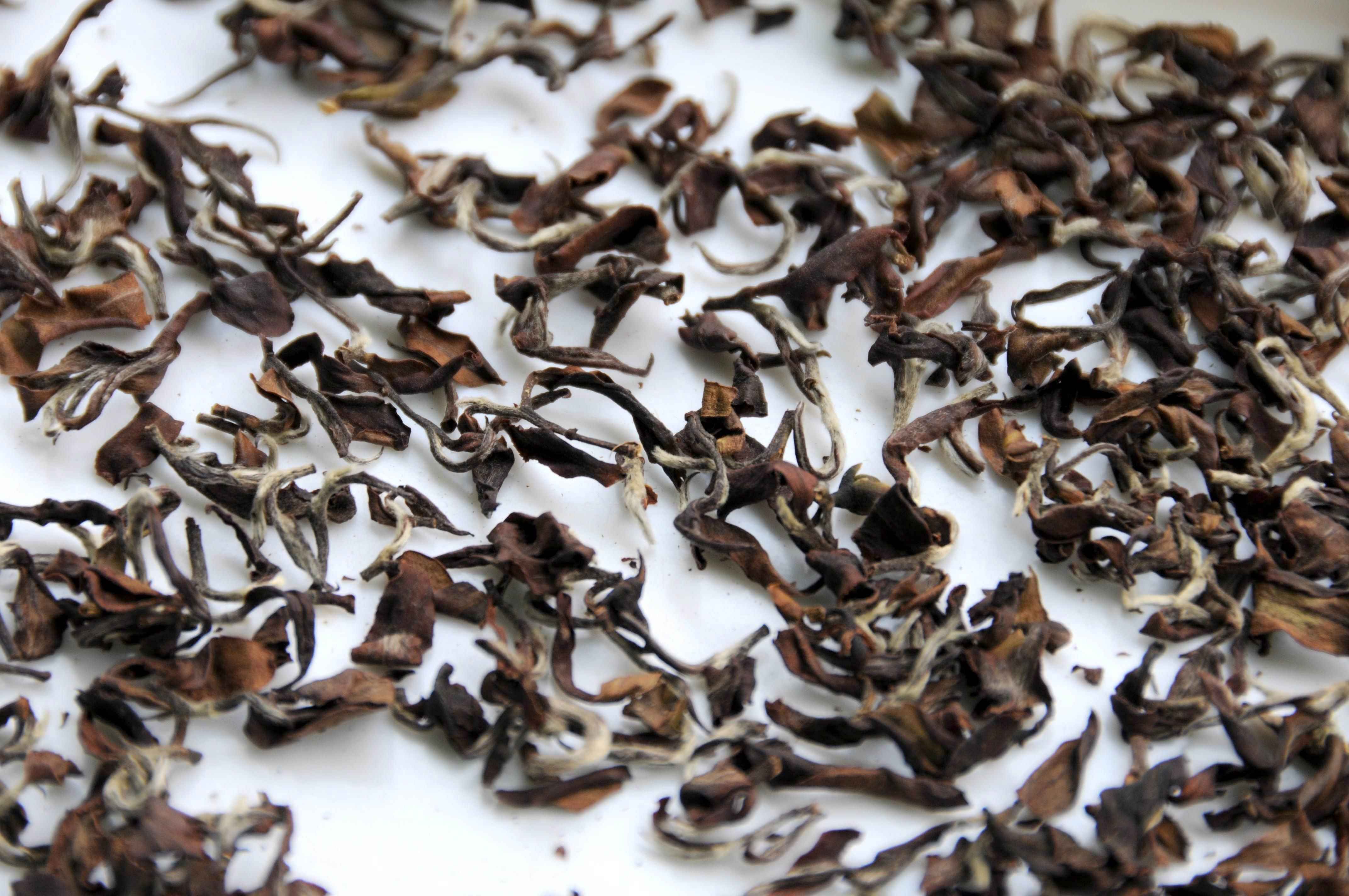 認識東方美人茶超簡單，動畫秒懂台灣茶