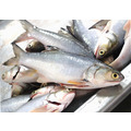 午仔魚(200G)_2