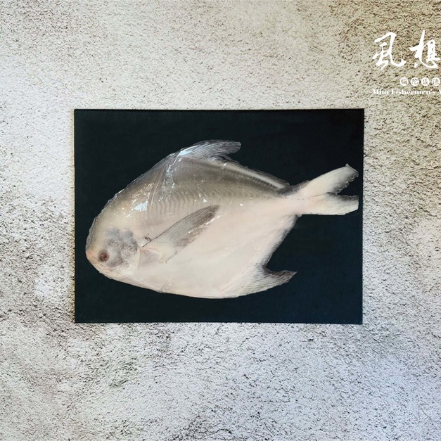 白鯧魚