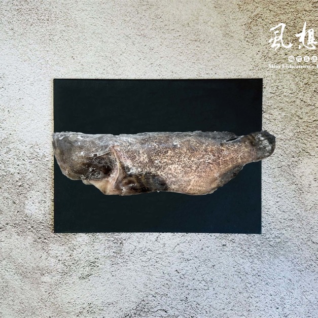 虱想起-龍虎石斑魚