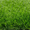 【訂製款】新款特規草/33mm_1