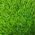 【訂製款】新款特規草/33mm_2