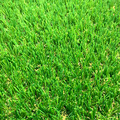 【訂製款】抗靜電草/25mm_1