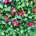 【訂製商品】紅花梔子草籬笆_1