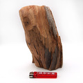 西澳新山根檀香原木塊（大塊野生老料），編號EA03_1