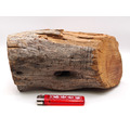 西澳新山根檀香原木塊（大塊野生老料），編號EA03_6