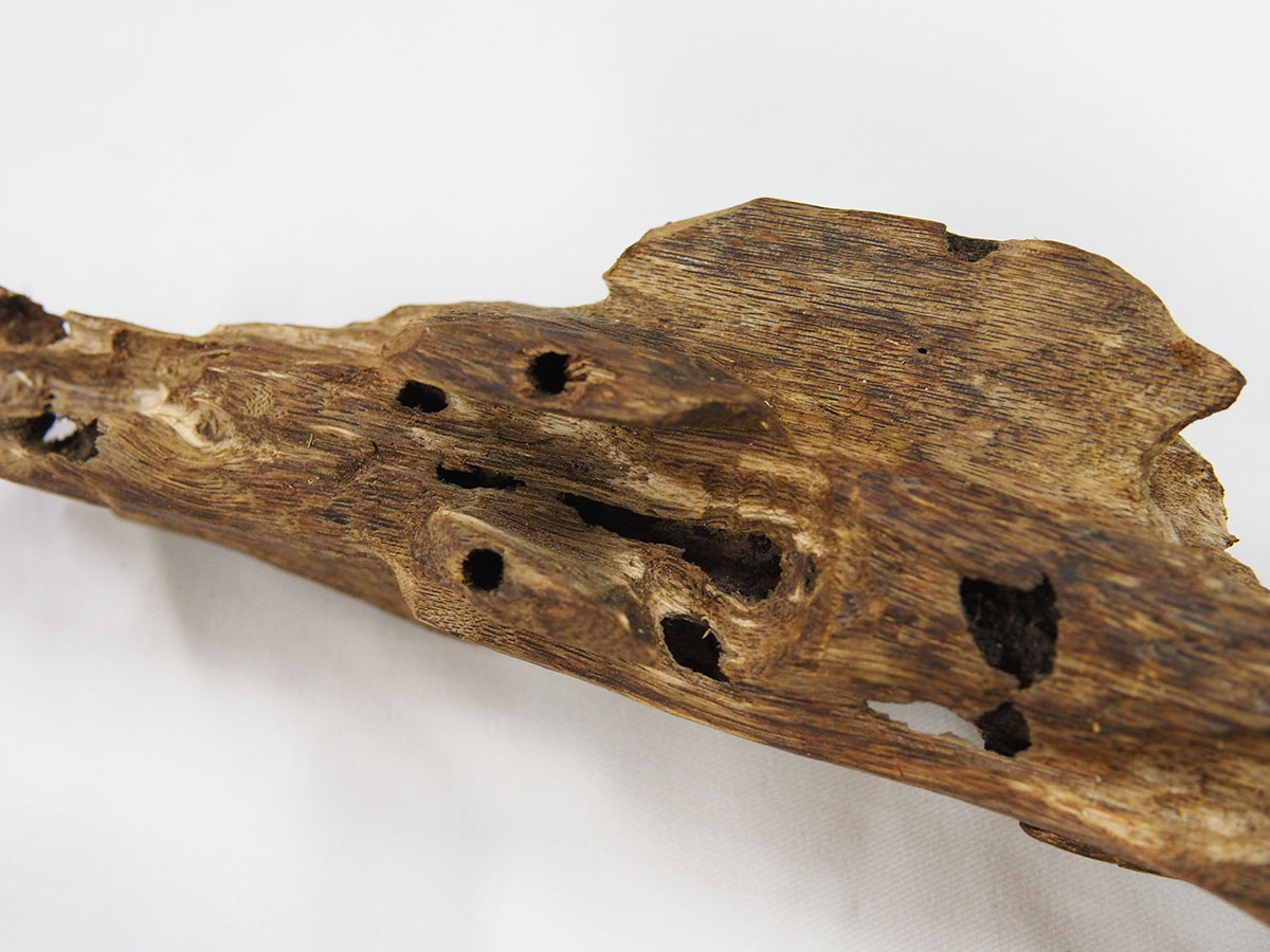 什麼是蟲漏沉香？種植奇楠也會結出蟲漏嗎？