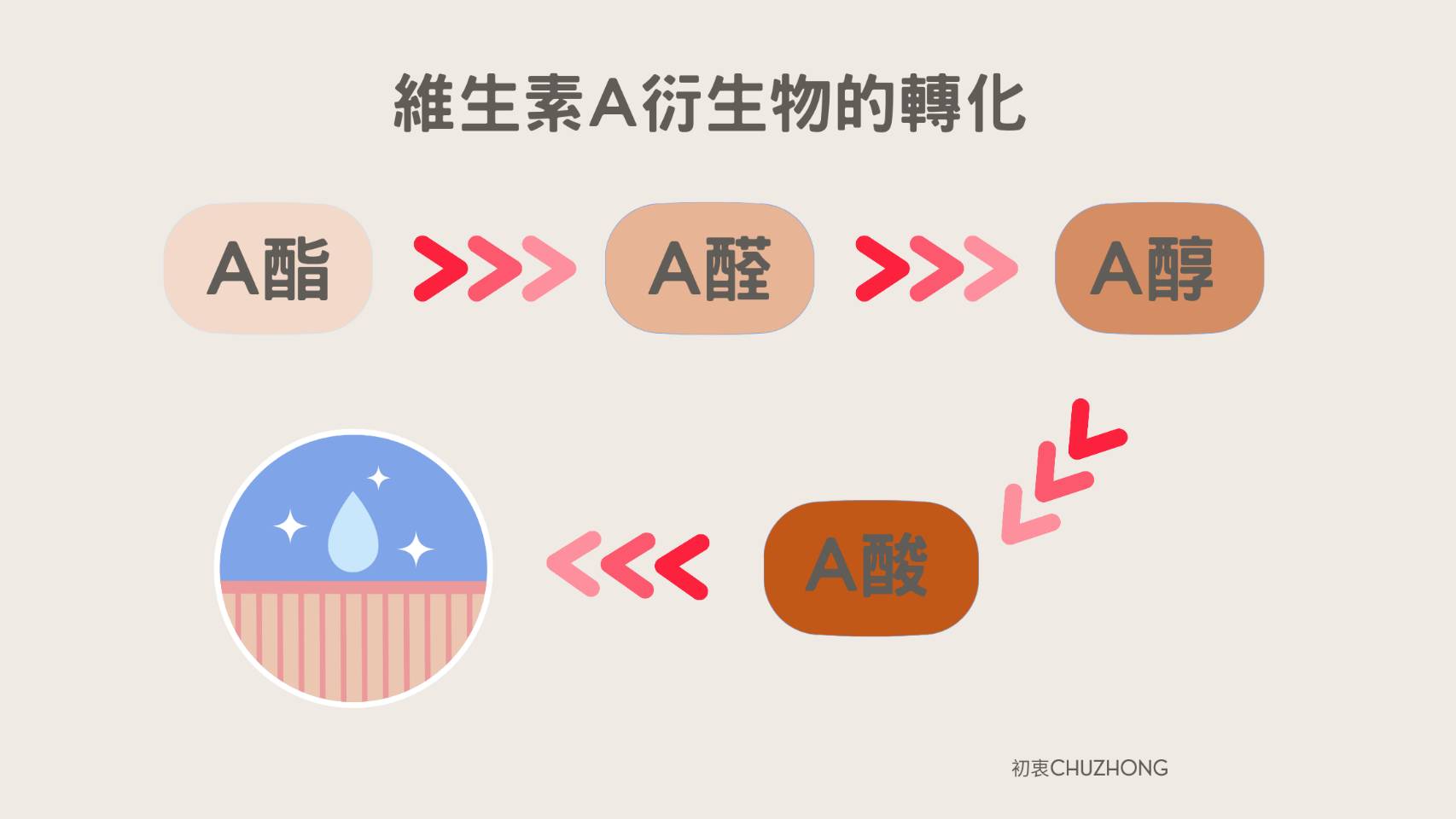 維生素A家族