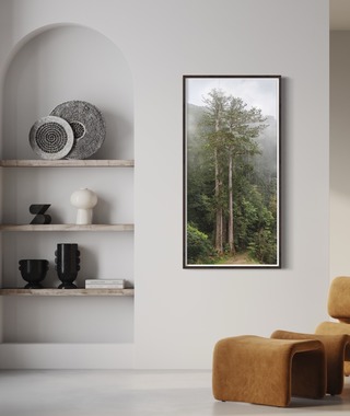 TheTreeProjects｜撞到月亮的樹 台灣杉