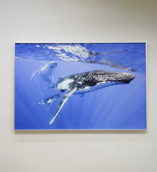 當代攝影｜金磊｜大翅鯨