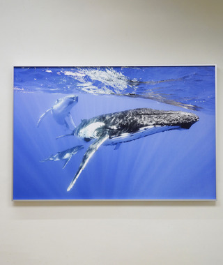 當代攝影｜金磊｜大翅鯨