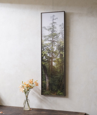 TreeProjects｜桃山神木