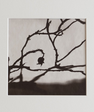 限量｜Kino Koike 小池貴之 | 濱茄 #3