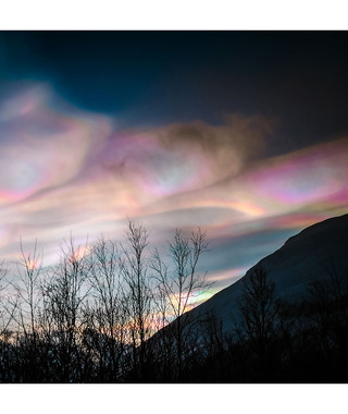 Frank Lee｜火彩虹與樹