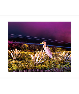 限量｜彭一航 Peng Yihang  | 石門白鷺