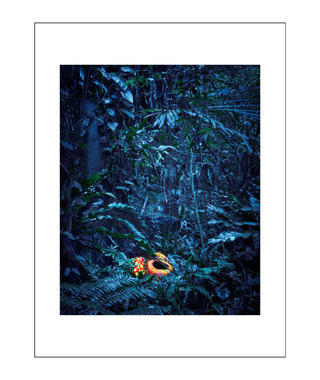 限量｜彭一航 Peng Yihang  | 霸王花