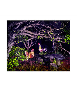 限量｜彭一航 Peng Yihang  | 秋茂園雞