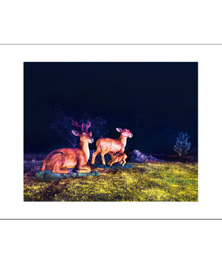 限量｜彭一航 Peng Yihang  | 鹿耳門鹿