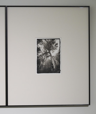 原作｜吳文波｜鉑金印相｜Tree Elves 12