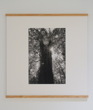 原作｜吳文波｜鉑金印相｜Tree Elves 16 #2