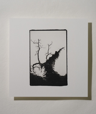 原作｜吳文波｜鉑金印相｜Tree Elves 06