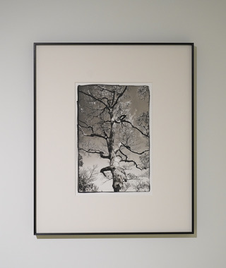 原作｜吳文波｜鉑金印相｜Tree Elves 03 #1