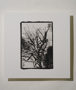 原作｜吳文波｜鉑金印相｜Tree Elves 09