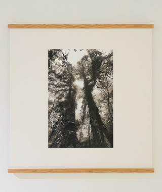 原作｜吳文波｜鉑金印相｜Tree Elves 15 #2