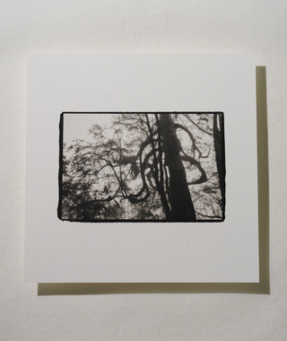 原作｜吳文波｜鉑金印相｜Tree Elves 08