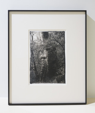 原作｜吳文波｜鉑金印相｜Tree Elves 01 #1