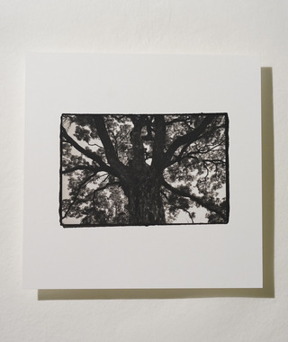 原作｜吳文波｜鉑金印相｜Tree Elves 07