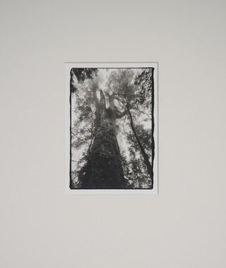 原作｜吳文波｜鉑金印相｜Tree Elves 13 #1