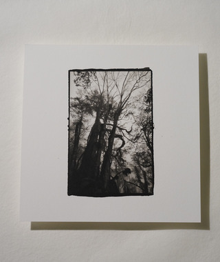 原作｜吳文波｜鉑金印相｜Tree Elves 04