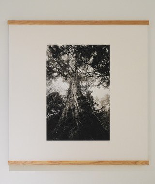 原作｜吳文波｜鉑金印相｜Tree Elves 17 #2