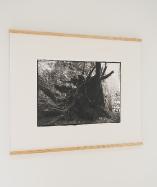 原作｜吳文波｜鉑金印相｜Tree Elves 19 #1