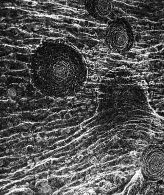 當代攝影｜侯純純｜境隨心轉 No. 5