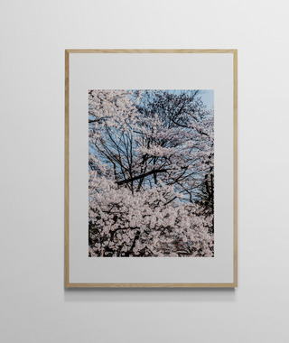 吳金燦 Leo Wu｜024 sakura 櫻