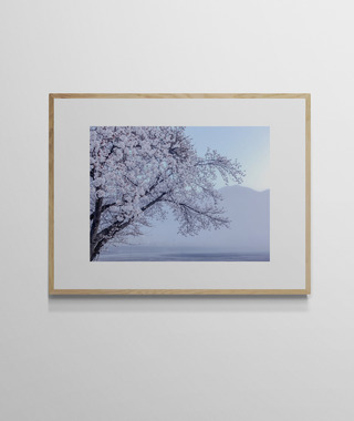 吳金燦 Leo Wu｜021 sakura 櫻