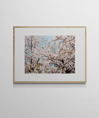 吳金燦 Leo Wu｜022 sakura 櫻