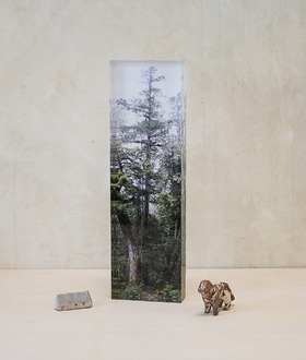 TreeProjects｜桃山神木-森林紙鎮