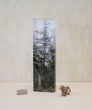 TreeProjects｜桃山神木-森林紙鎮