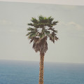 John Baldessari ｜ Palm tree/seascape_4