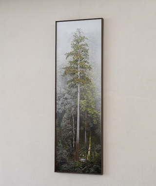 TheTreeProjects｜大安溪倚天劍(台灣最高的樹）