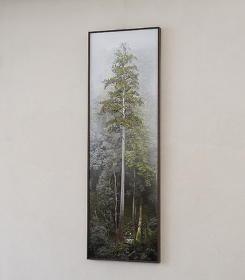 TheTreeProjects｜大安溪倚天劍(台灣最高的樹）