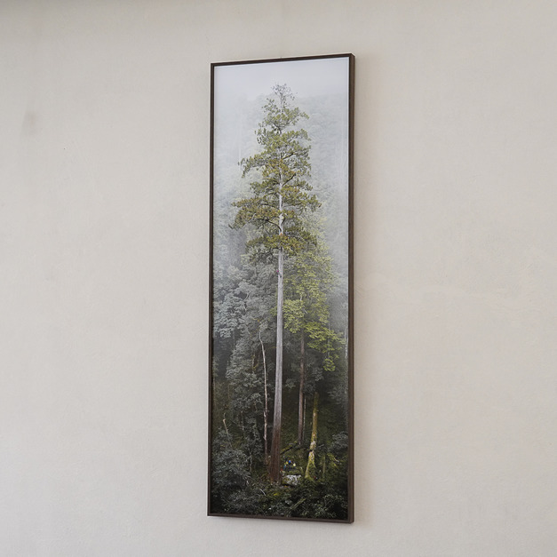 TheTreeProjects｜大安溪倚天劍(台灣最高的樹）